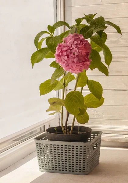 Hortensia Rosa Macrófila Una Olla Balcón —  Fotos de Stock