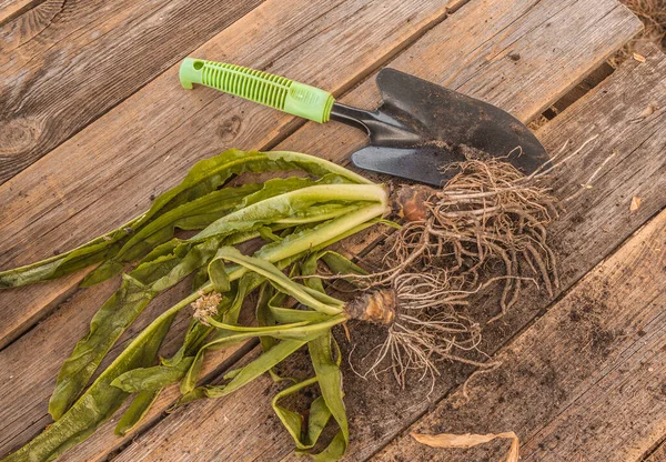 Blume Der Bunten Ananaslilie Eucomis Ende Der Vegetationsperiode Auf Einem — Stockfoto