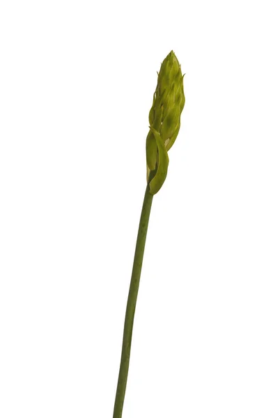 Цвітіння Літнього Гіацинта Або Гіацинта Мисі Галонія Кандидати Білому Тлі — стокове фото