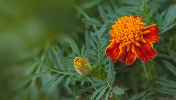 Tagetes Patula Lub Francuski Marigold Gatunek Rośliny Kwitnącej Stokrotki Rodziny — Zdjęcie stockowe