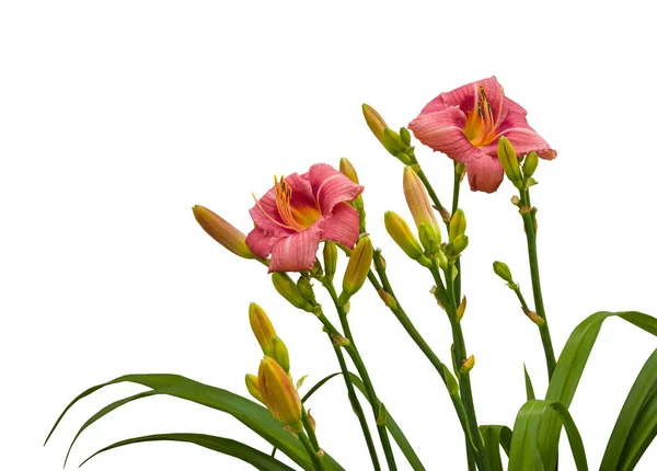 Floreciente Hemerocallis Rosado Tardío Siempre Tarde Sobre Fondo Blanco Aislado — Foto de Stock