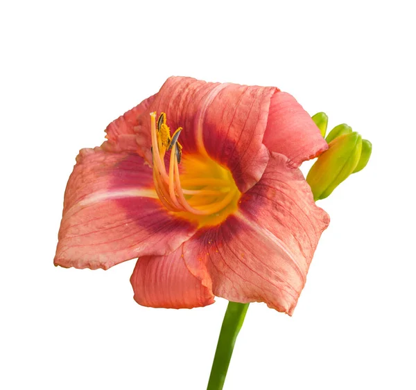 Blooming Hemerocallis Always Afternoon Medium Mauve Μωβ Μάτι Και Πράσινο — Φωτογραφία Αρχείου