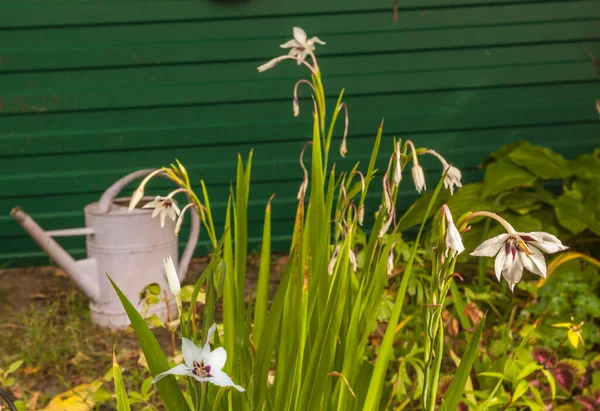 Accidanthera Oder Abessinische Schwertlilie Nach Der Blüte Garten Auf Gießkannen — Stockfoto