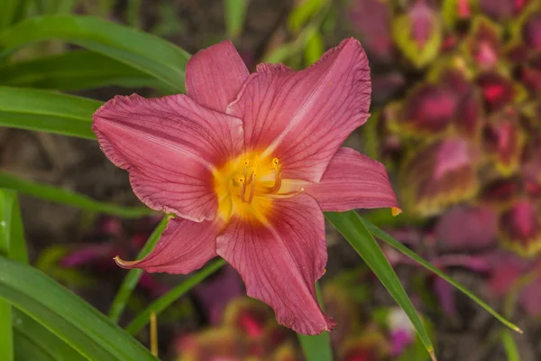 Blooming Light Wine Self Com Garganta Amarela Esverdeada Daylily Summer — Fotografia de Stock