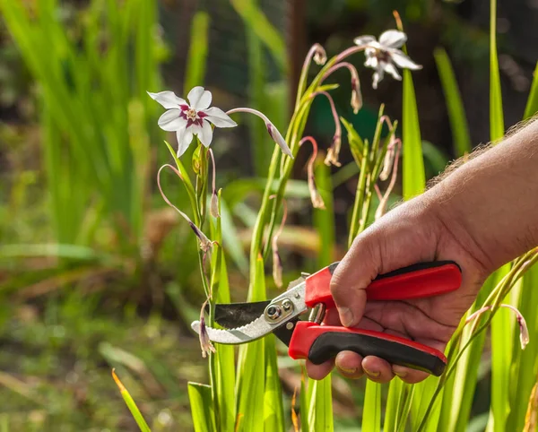 Gardener\'s hand cuts off the faded acidanthera or Abyssinian Sword Lily after flowering in the garden