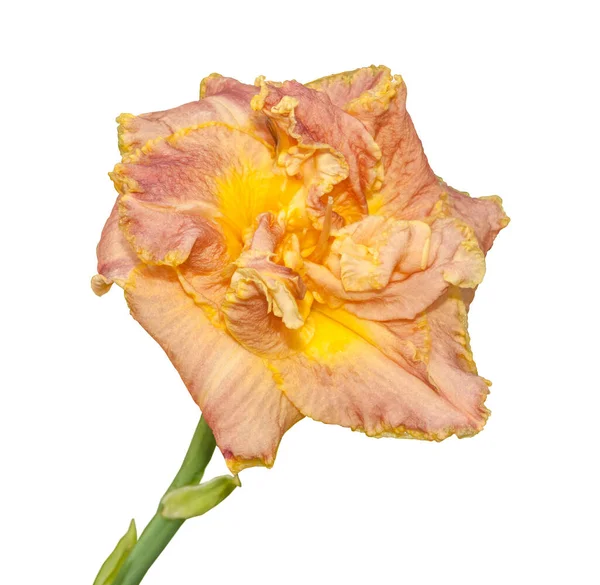 Double Peach Orange Daylily Yellow Trim Corrugated Petals White Background — Stock Photo, Image