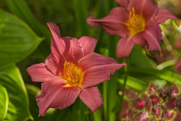 Fioritura Auto Vino Leggero Con Giallo Verdolino Gola Daylily Summer — Foto Stock