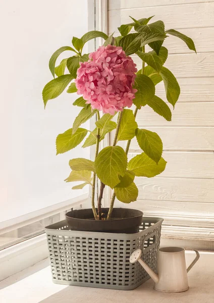 Hortensia Rosa Macrófila Una Olla Balcón Una Regadera — Foto de Stock