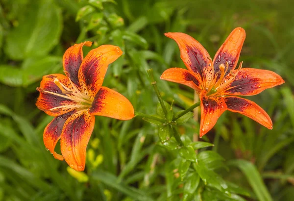 Gigli Arancioni Orange Art Gruppo Ibridi Asiatici Aiuola Dopo Aver — Foto Stock