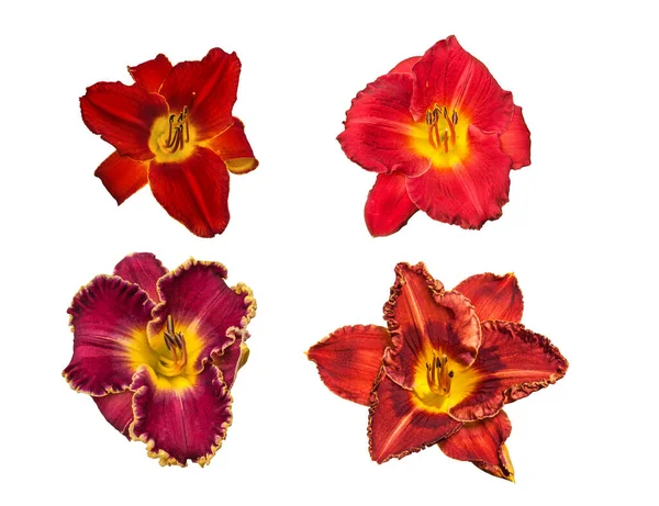 Set Flowers Daylilies Red Varieties White Background Isolated Flat Lay — Stock Photo, Image