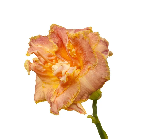 Double Pink Mauve Daylily Yellow Trim Corrugated Petals White Background — Stock Photo, Image