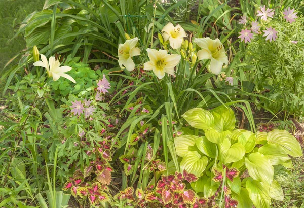 Lavatera Giglio Giglio Coleus Giardino Aiuola Con Una Combinazione Monocromatica — Foto Stock