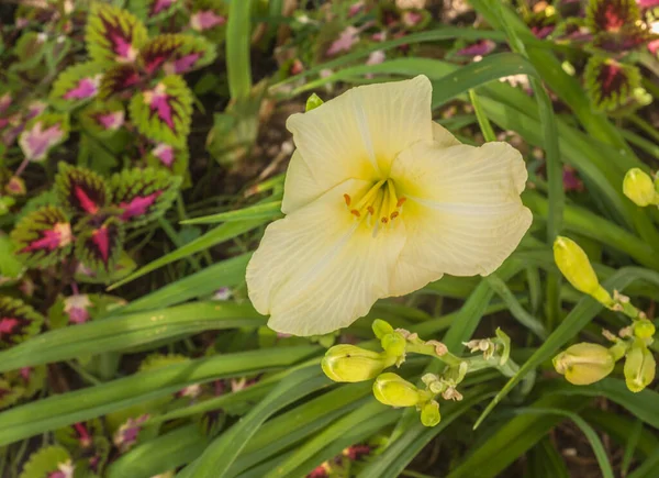 Floração Quase Branco Daylily Fundo Folhas Decorativas Coleus Jardim — Fotografia de Stock