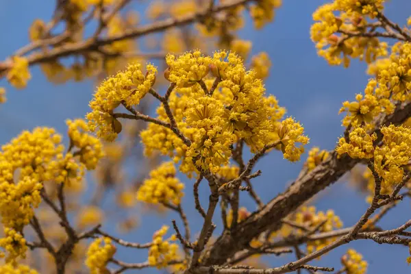 Bloeiende Dogwood Tegen Lucht Een Zonnige Dag — Stockfoto