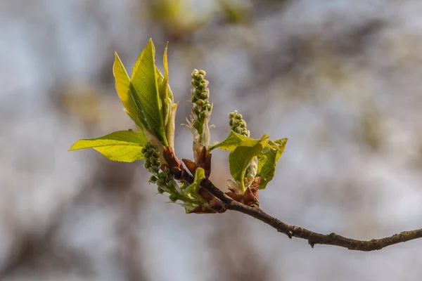 春に若い葉を持つ鳥の桜の枝 — ストック写真
