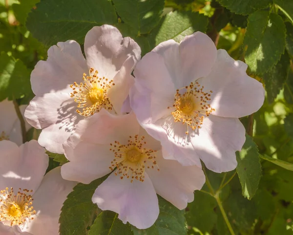 Blommande Rosa Hund Ros Parken Solig Sommardag — Stockfoto
