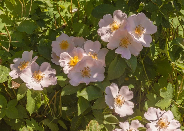 Virágzó Rózsaszín Kutya Rózsa Parkban Egy Napos Nyári Napon — Stock Fotó