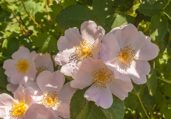 Bloeiende Roze Hond Steeg Het Park Een Zonnige Zomerdag — Stockfoto