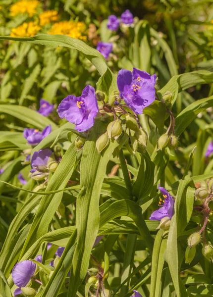 Virginia Spiderwort Tradescantia Virginiana Sun Flowerbed Garden — Stok Foto