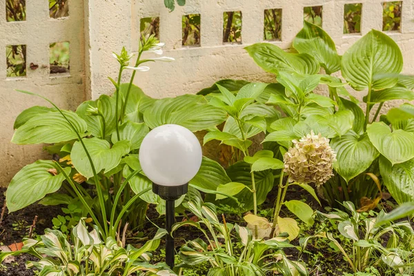White Lantern Solar Cerca Anfitriones Florecientes Jardín — Foto de Stock