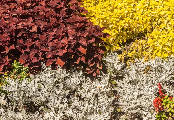 Bloemenbed Van Cineraria Coleus Het Park Kleurencombinatie Van Decoratieve Bladeren — Stockfoto