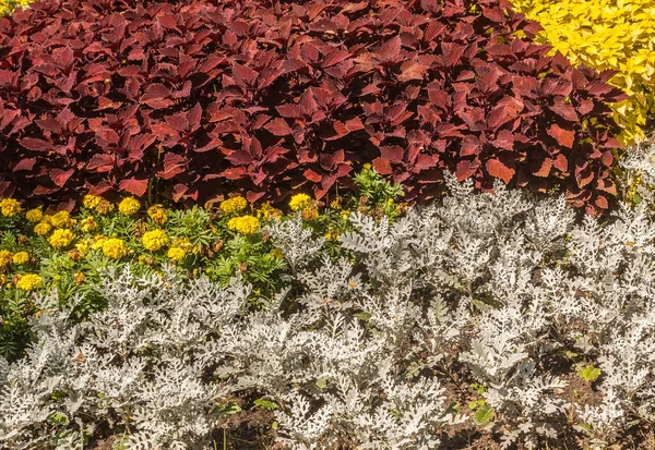 Bloemenbed Van Cineraria Goudsbloemen Coleus Het Park Kleurencombinatie Van Decoratieve — Stockfoto
