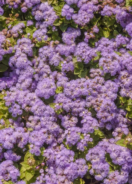 Ageratum Houstonianum Garten — Stock Photo, Image