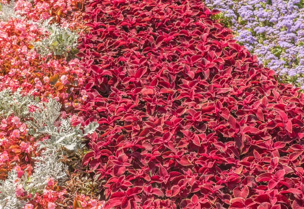 Flowerbed Red Coleus Agent Gis Petunia Cineraria Kiev Park Summer — Stock Photo, Image