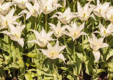 Çiçek açmış Lilyflower çiçekli beyaz laleler baharda parkta