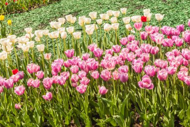 Triumph Grup 'tan güzel beyaz ve lavantalı laleler güneşli bir günde baharda parkta bir yatakta.