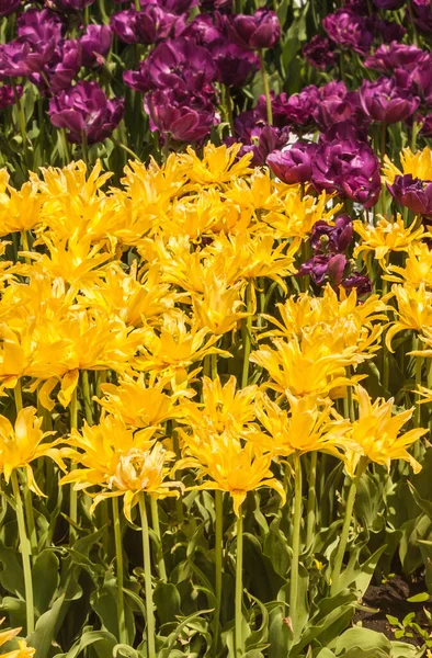 Flowerbed Blooming Yellow Spider Tulipa Double Late Yellow Spider Peony — Stock Photo, Image
