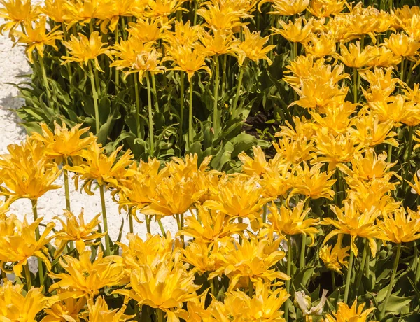 Blumenbeet Mit Blühender Gelber Spinne Tulipa Double Late Yellow Spider — Stockfoto