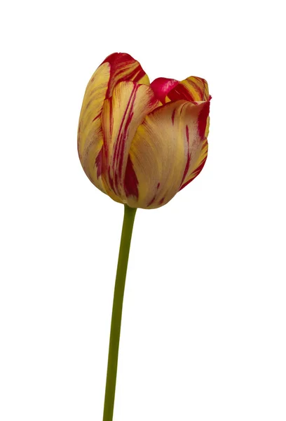 Une Tulipe Rayures Jaunes Rouges Groupe Rembrandt Saskia Sur Lit — Photo