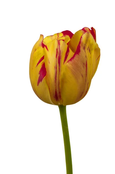 One Tulip Yellow Red Stripes Rembrandt Group Saskia Bed White — Stock Photo, Image