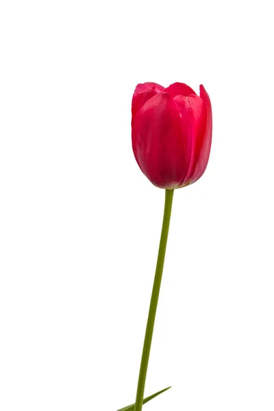 Bloeiende Framboos Tulp Van Eenvoudige Laat Een Witte Achtergrond Geïsoleerd — Stockfoto