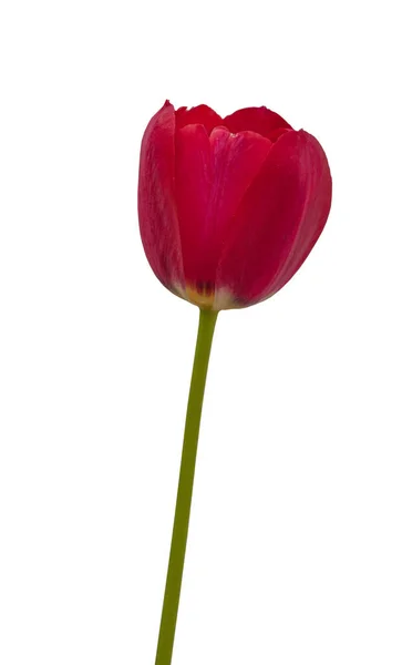 Kvetoucí Malina Tulipán Jednoduchého Pozdě Bílém Pozadí Izolované — Stock fotografie