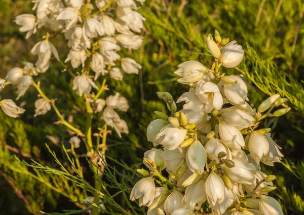 Blossom Yucca Filamentosa Adams Agulha Linha Palmlilie Fundo Zimbro Dia — Fotografia de Stock