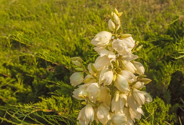 Virág Yucca Filamentosa Vagy Adams Cérna Vagy Palmlilie Háttér Boróka — Stock Fotó