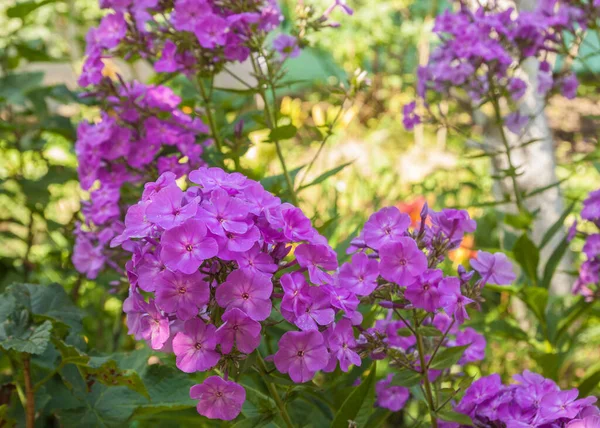 Blommande Lila Flox Sommaren Trädgården — Stockfoto