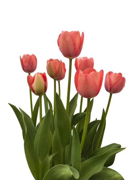 Gruppe Darwin Hybrids Tulipaner Rosa Mystic Van Eijk Som Blomstrer – stockfoto