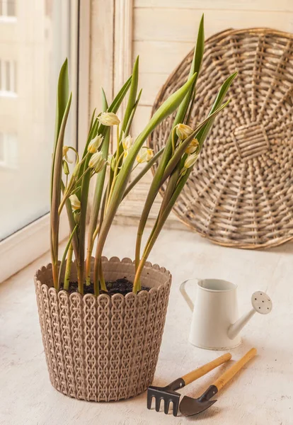 Blooming Tulip Botanical Turkestanica Pot Decorative Watering Can Window — Stock Photo, Image