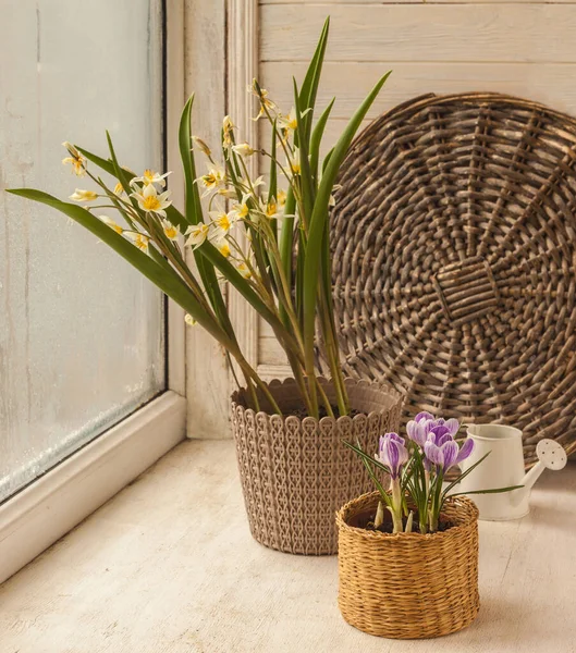 Tvångsblomning Botaniska Tulpaner Och Krokusar Korg Fönstret Vintern — Stockfoto