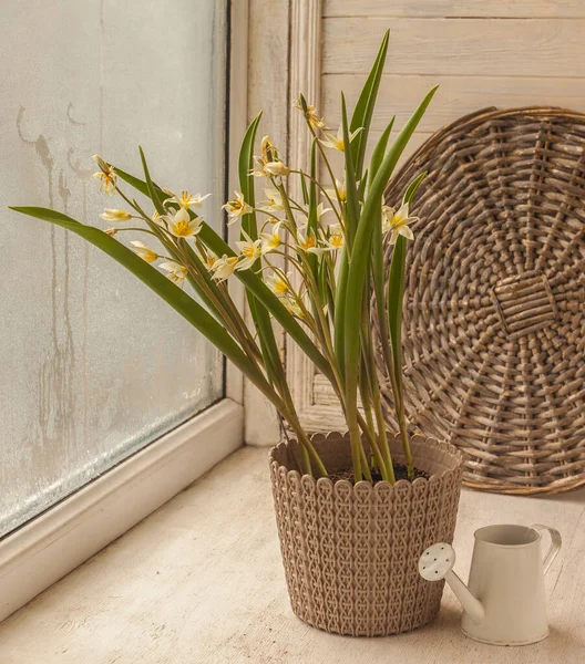 Blooming Tulip Botanical Turkestanica Pot Decorative Watering Can Window — Stock Photo, Image