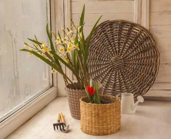 Blommande Turkestan Botaniska Tulpaner Och Två Blommiga Krukor Fönstret — Stockfoto