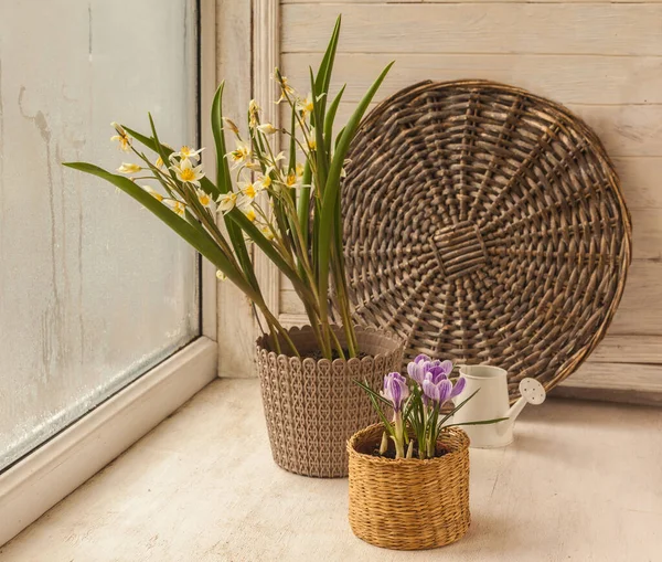 Floraison Forcée Tulipes Crocus Botaniques Dans Panier Sur Fenêtre Hiver — Photo