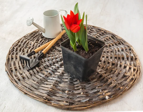 Pot Blooming Botanical Tulips Garden Tools — Stock Photo, Image