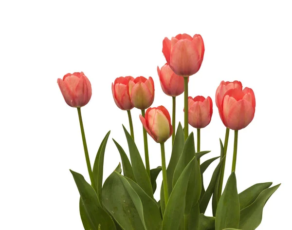 Gruppe Darwin Hybrids Tulipaner Rosa Mystic Van Eijk Som Blomstrer – stockfoto
