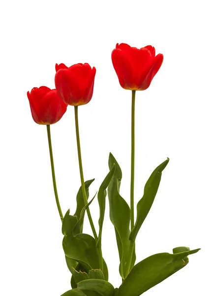 Three Red Tulip Groups Darwin Hybrids White Background Isolated — Stock Photo, Image