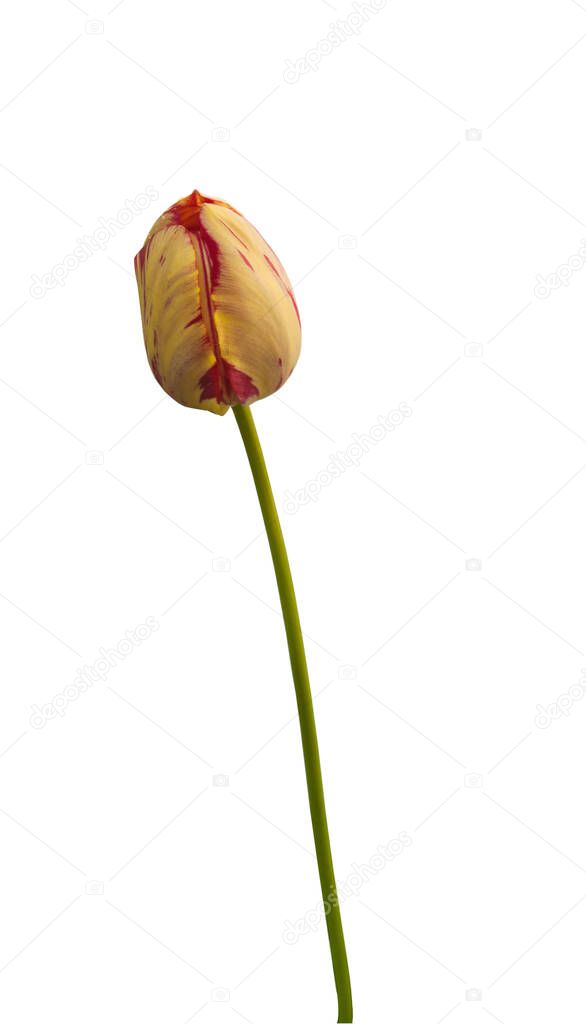 One tulip with yellow and red stripes Rembrandt Group 