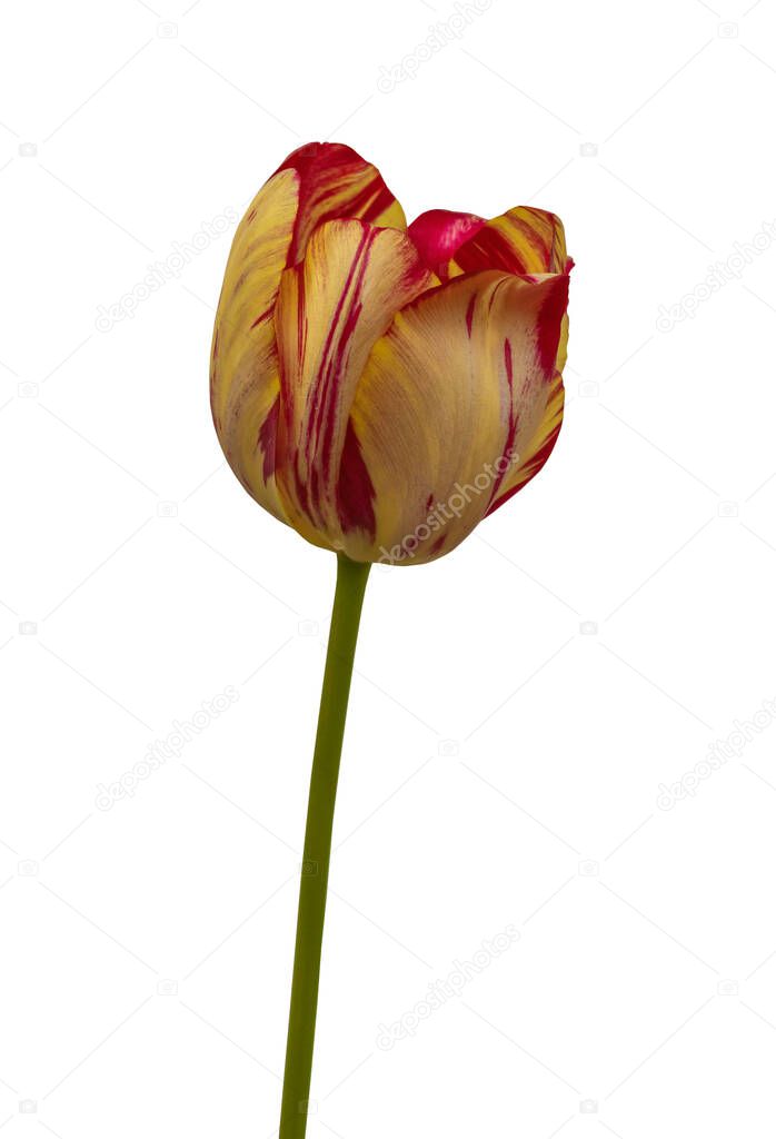 One tulip with yellow and red stripes Rembrandt Group 